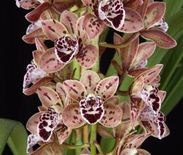 Cymbidium Alliance