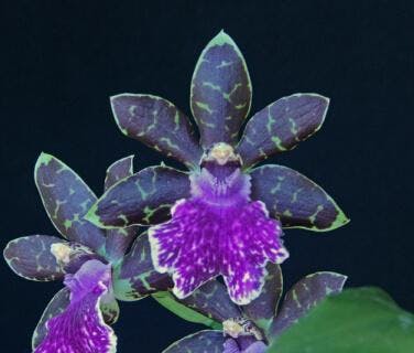 Zygopetalum Alliance