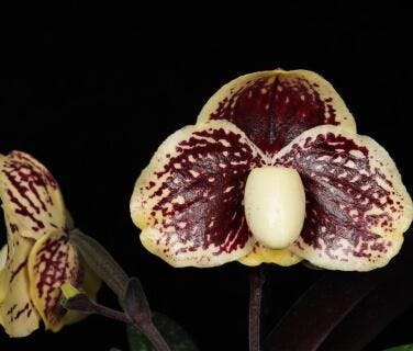 Paphiopedilum Alliance