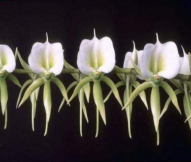 Angraecum Alliance