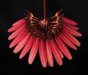 Bulbophyllum Alliance