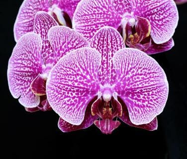 Phalaenopsis Alliance