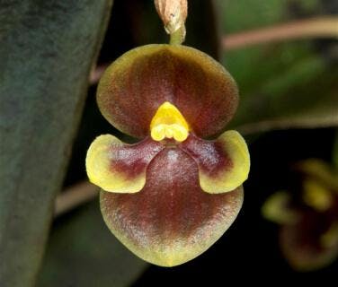 Pleurothallis Alliance