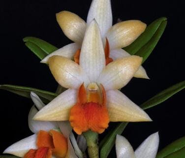 Dendrobium Alliance