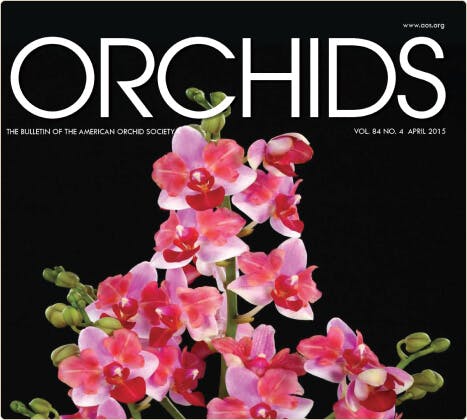Orchids Magazine
