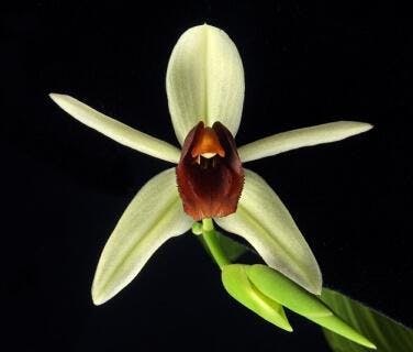 Coelogyne Alliance