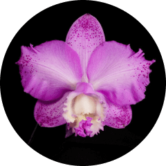 Cattleya