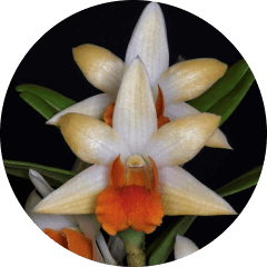 Dendrobium