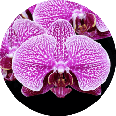 Phalaenopsis